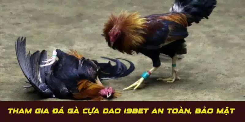 Chơi cá cược đá gà cựa dao tại I9BET an toàn, bảo mật