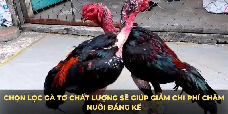 Chọn lọc gà tơ chất lượng sẽ giúp giảm chi phí chăm nuôi đáng kể