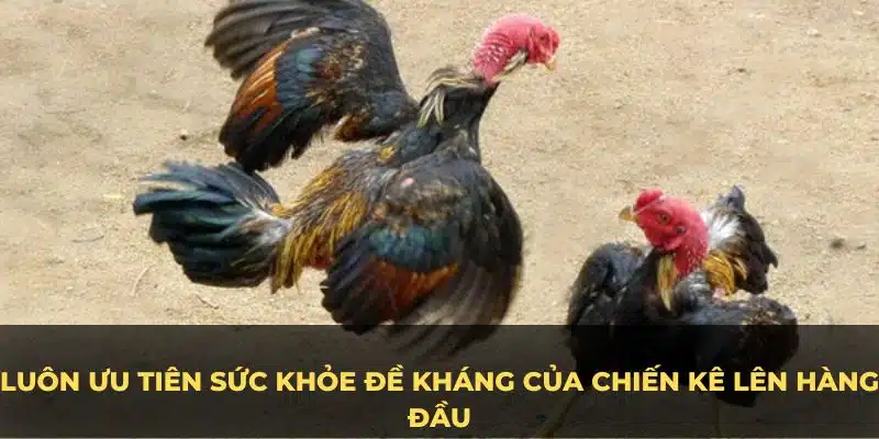 Luôn ưu tiên sức khỏe đề kháng của chiến kê lên hàng đầu