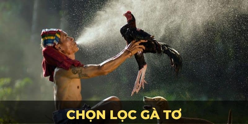 Chọn Lọc Gà Tơ Tại I9bet - Bí Kíp Tạo Chiến Kê Đỉnh Cao